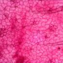 Эпидермис листа герани под микроскопом