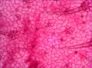 Эпидермис листа герани под микроскопом